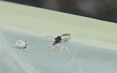 From Fringe to Forefront: A new era in biocontrol